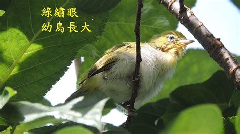 綠繡眼 幼鳥